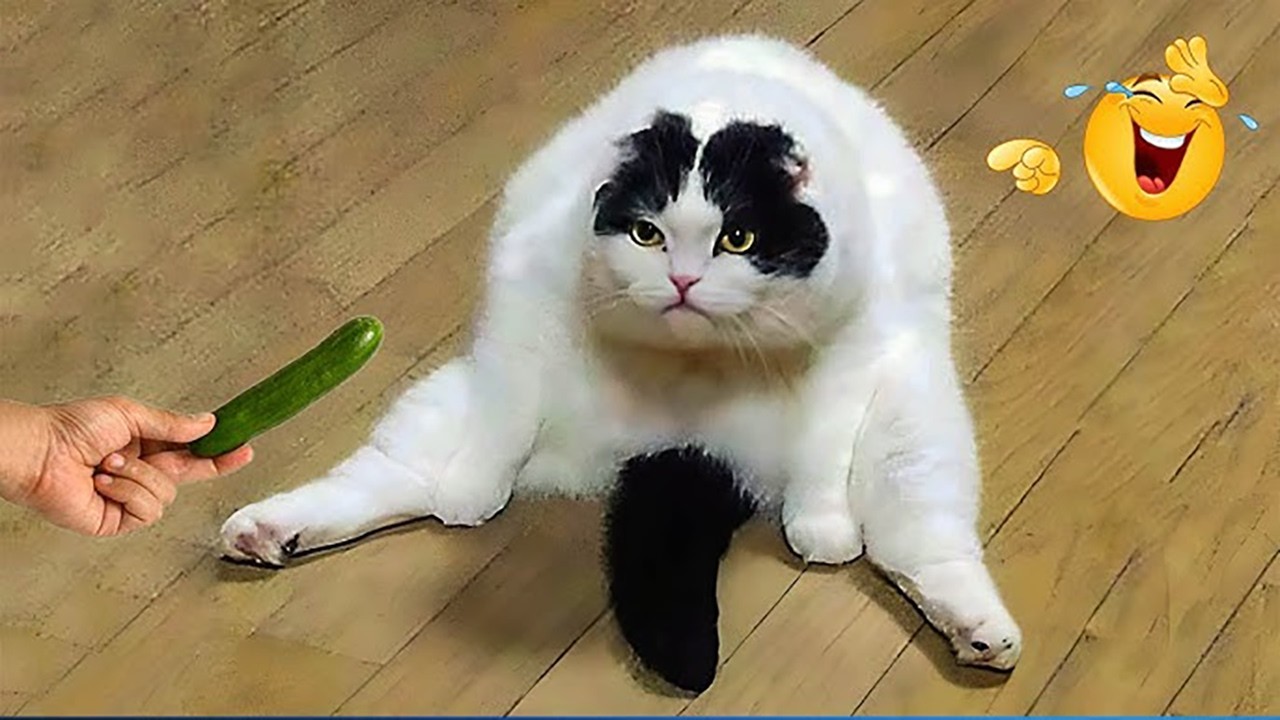 Try Not To Laugh - Best Funny Pet Moments #47
