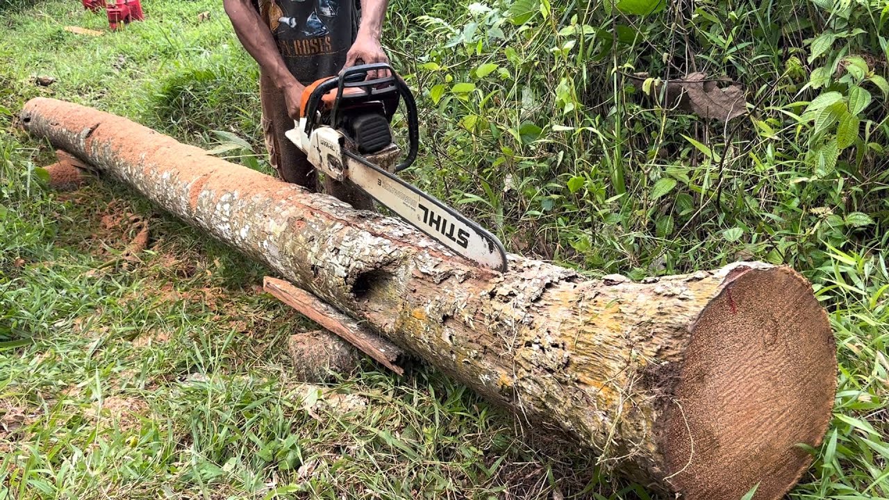 Menggergaji batang kayu kelapa tua menjadi balok ukuran 8 cm x 12 cm with chainsaw