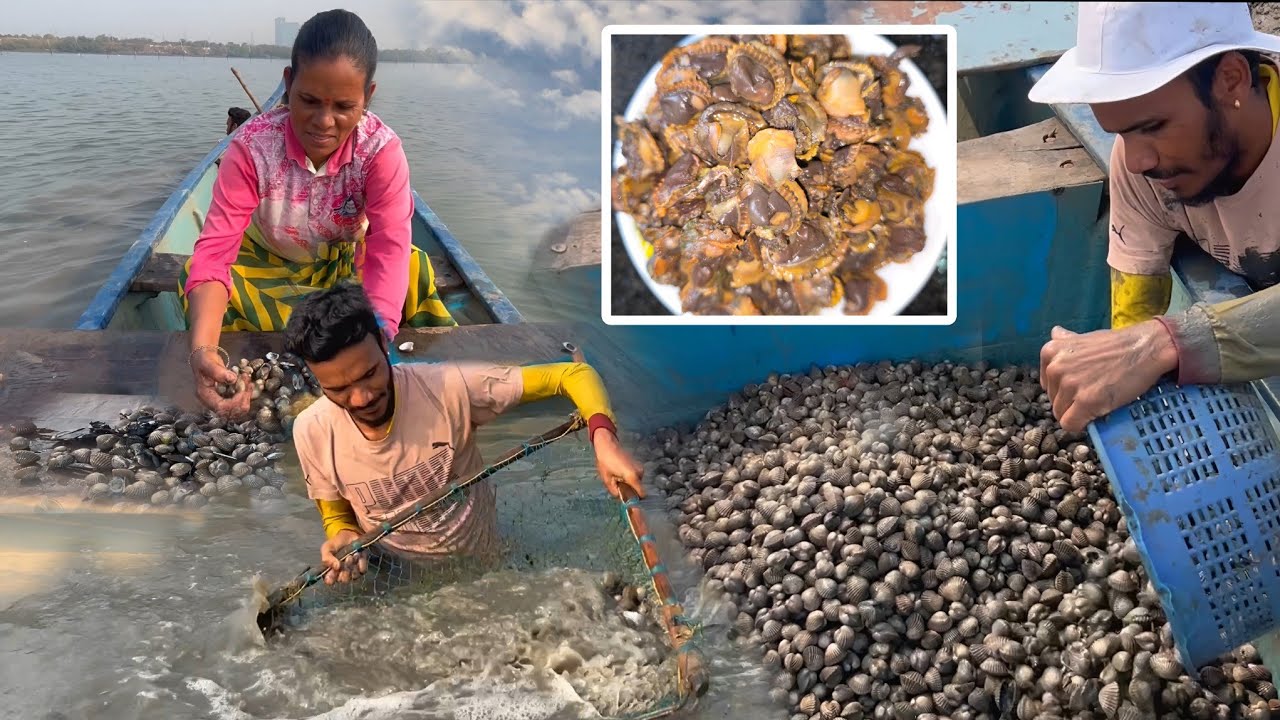 नवी मुंबई करांना खाडीत लागला खुब्यांचा खजाना | Sea Muscles | परदेशात खुब्यांना वाढली मागणी | Khube 