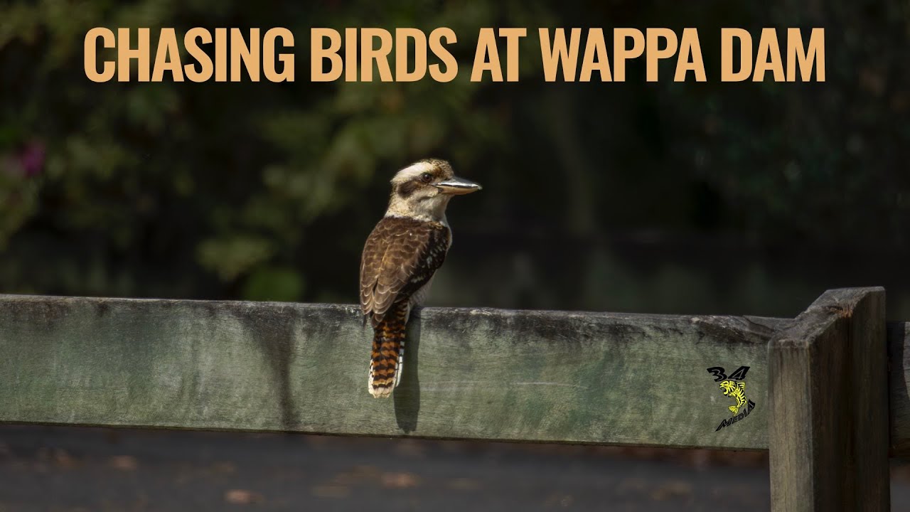 Bird photography at Wappa dam