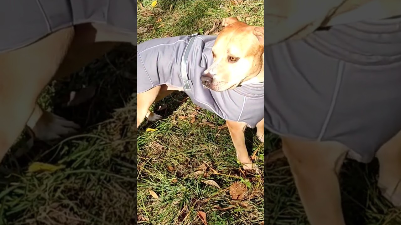 Jacket for dog 🐕