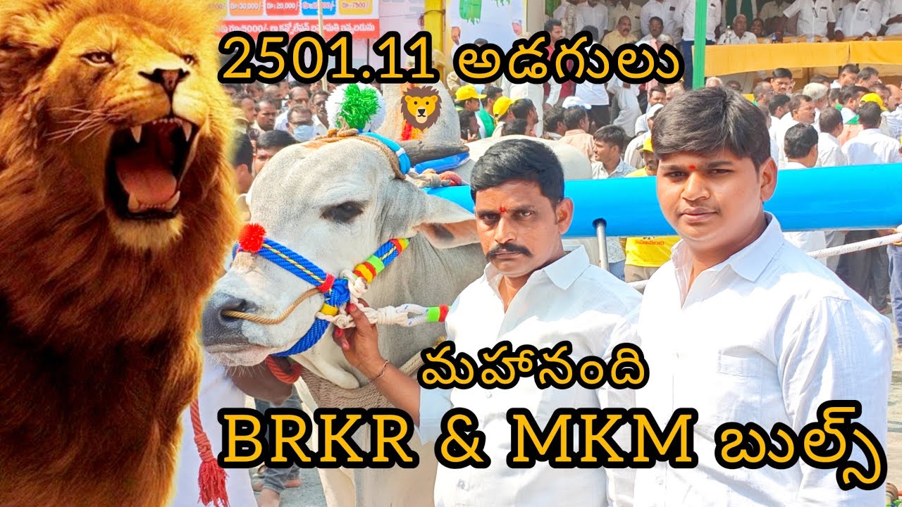 ( 4 k వీడియో  )మహానంది సీనియర్ BRKR % MKM బుల్స్ 2501.11 అడుగులు లాగాయి