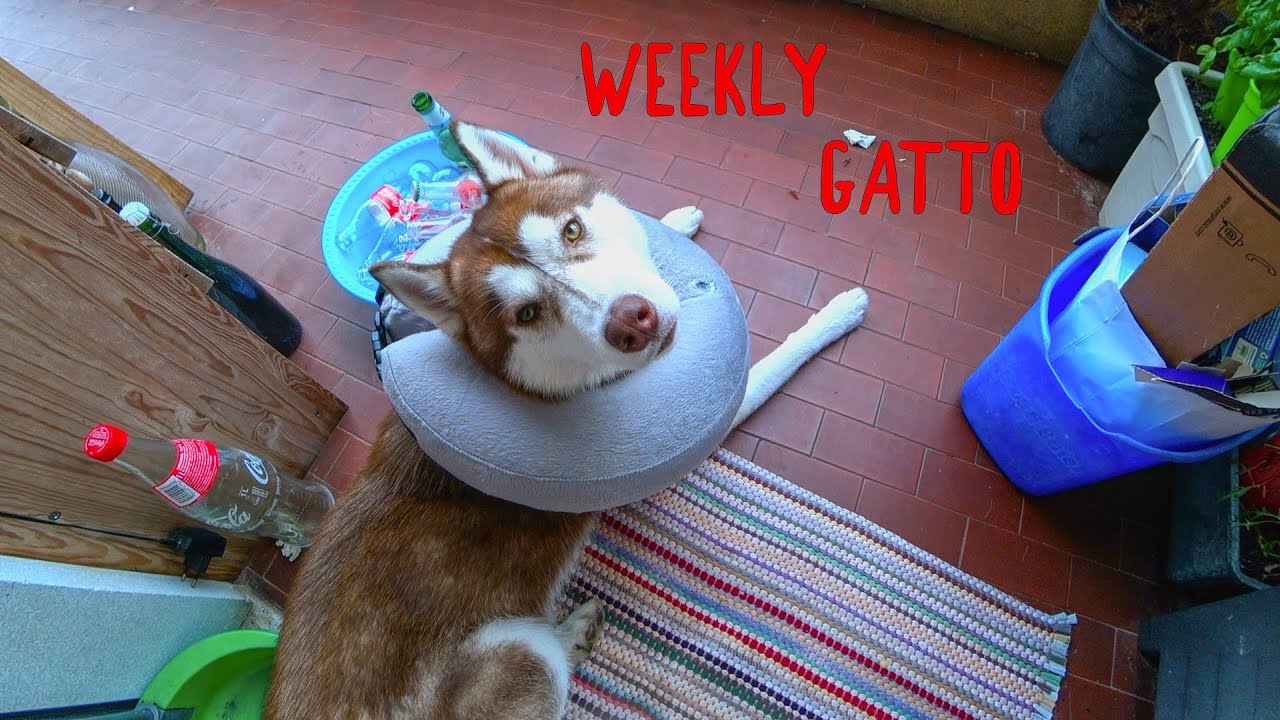 Weekly Gatto - Gatto Malato & Sif Operato