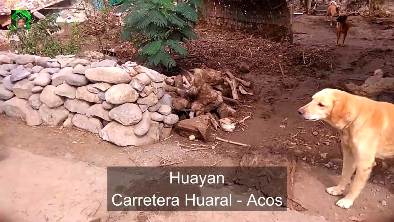 Paseito -Huaico Huayan carretera #Huaral Acos  - PERU