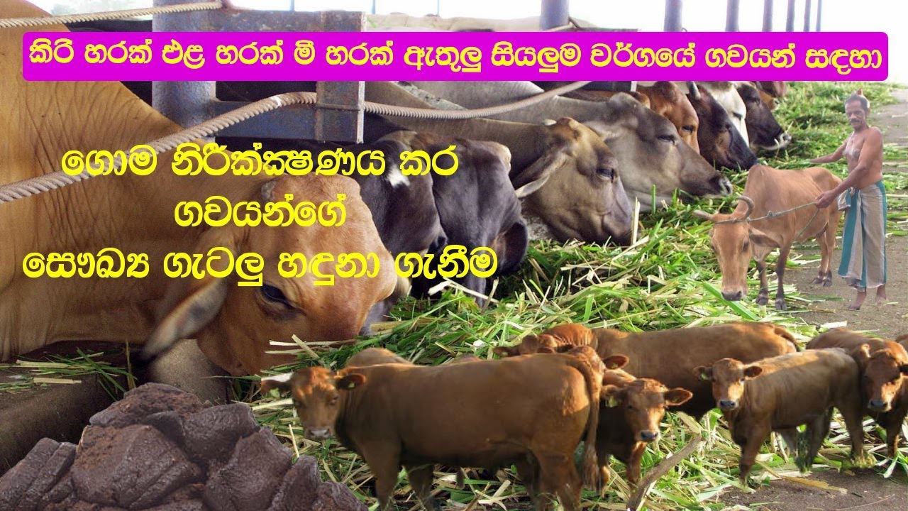 ගොම දිහා බලලා හරකුන්ට ඇති ලෙඩ රෝග හදුනා ගනිමු | Cow Dung Inspection For The Common Diseases