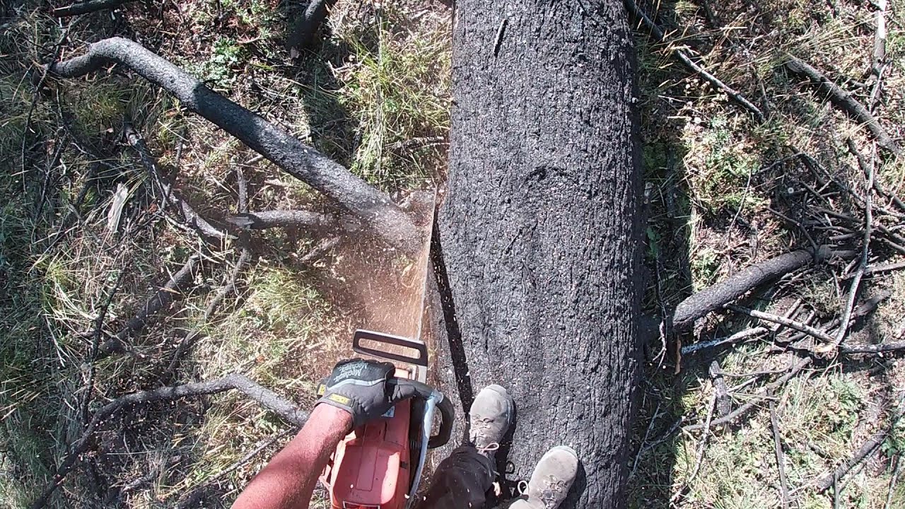 Processing the fir tree Chris Liggett and I dropped... #buckinexperience #outdoorgans