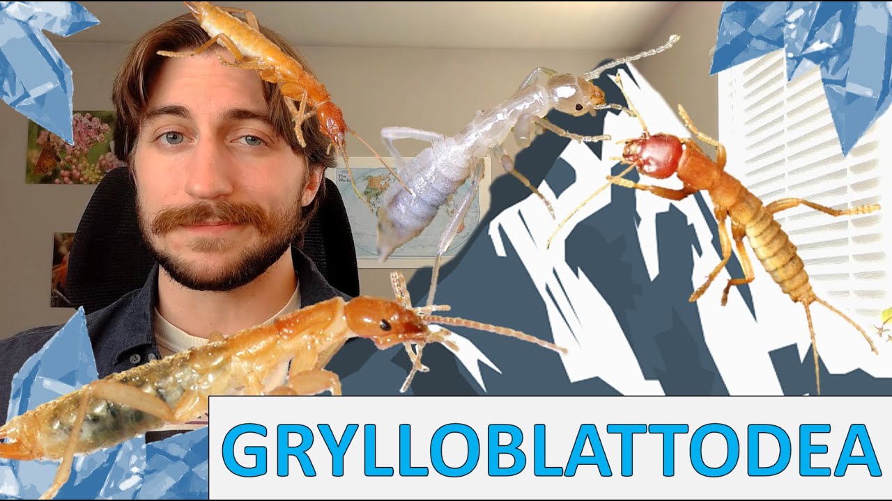 Grylloblattodea: Ice Crawlers - Order Spotlight