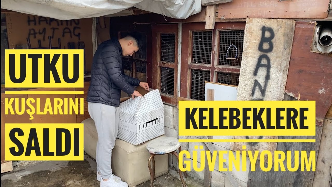 UTKU BÜTÜN KELEBEKLERİNİ BİZİM ÇATIMIZDAN SALDI KALAN OLDUMU? HEPSİ GİTTİMİ?