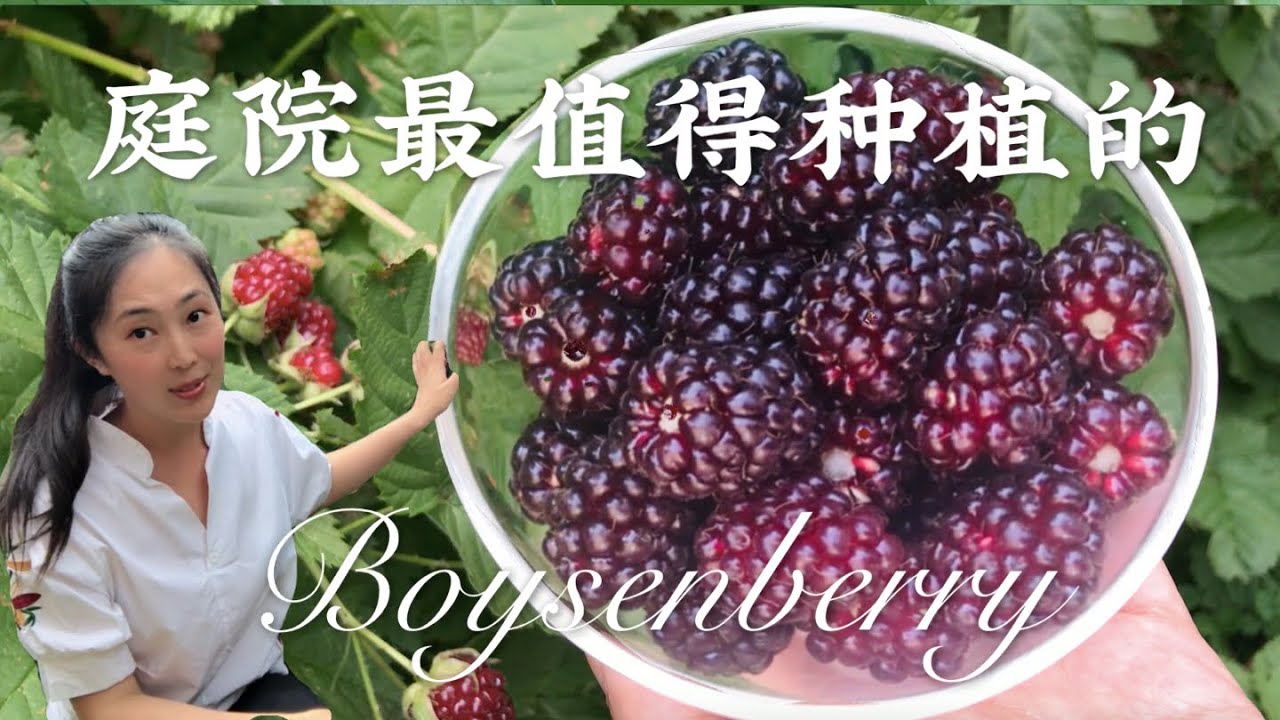 【种植22】后院最值得种植，性价比最高的水果--波森莓（黑莓）boysenberry plant，种植新手也适合