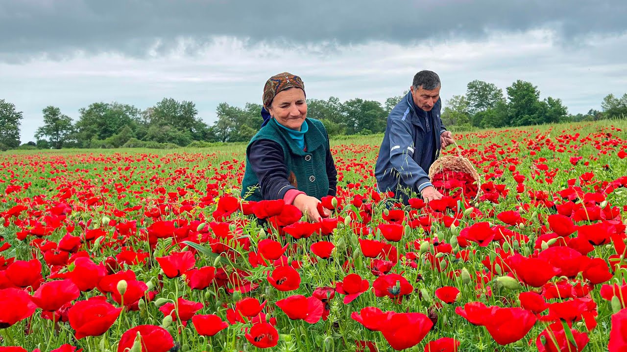 Wir haben einen Feldmohn gesammelt, um daraus Marmelade zu machen! Blumens&uuml;&szlig;e im Dorf Aserbaidschan