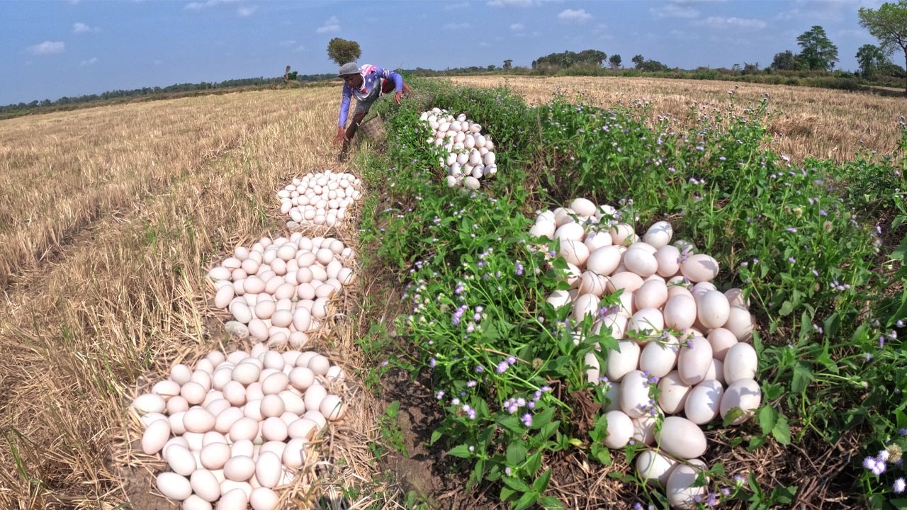 OMG - A man is finding a lot of  duck eggs in grass at rice field and pick a lot of by hand