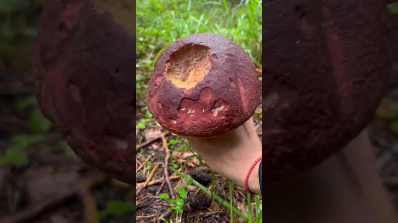 Boletus Pinophilus mushroom Funghi Porcini Borowik