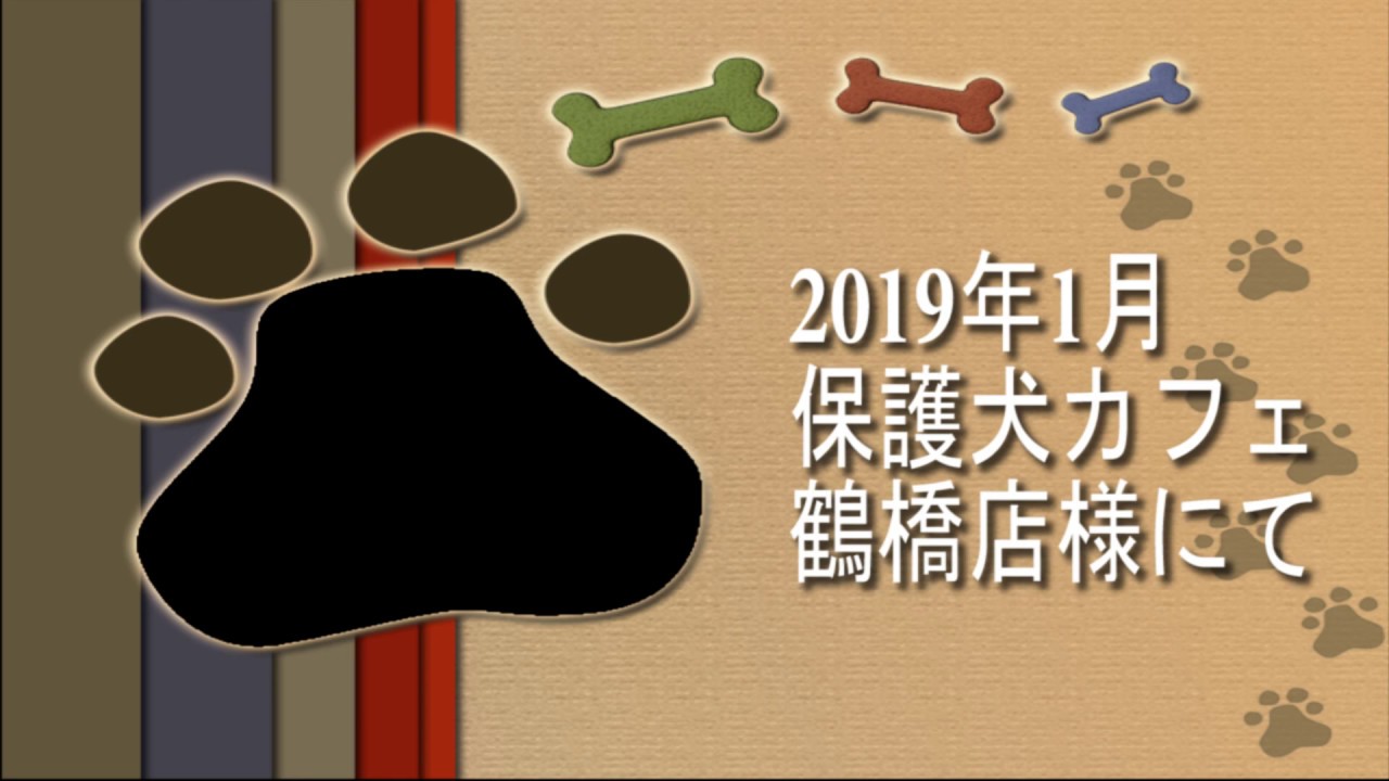 2019年1月 保護犬カフェ 鶴橋店様にて