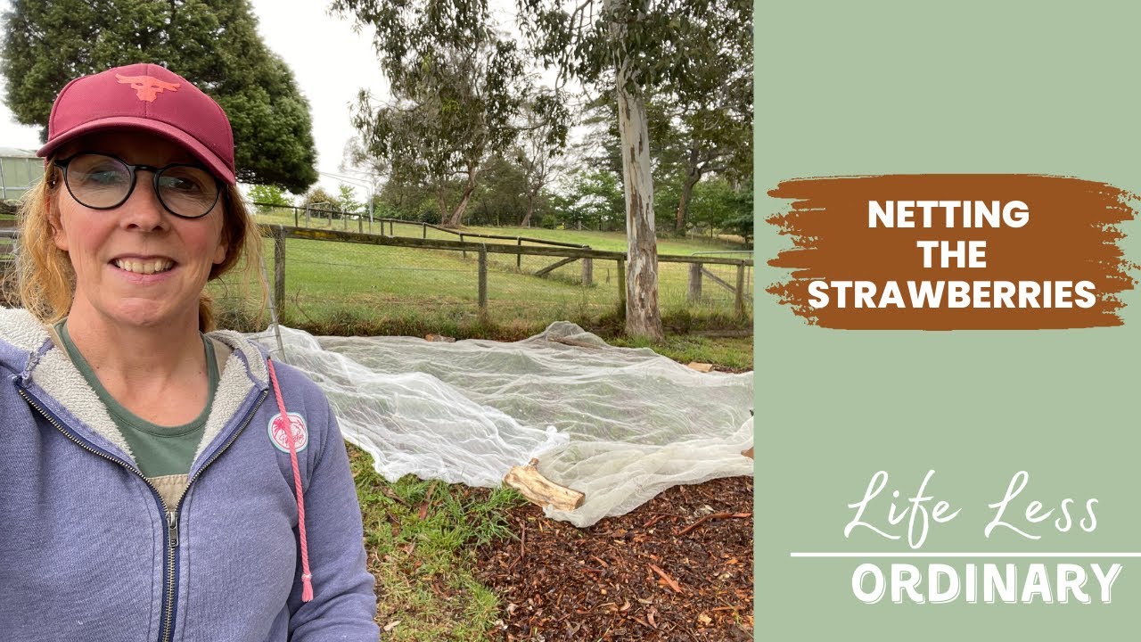 Netting Strawberries