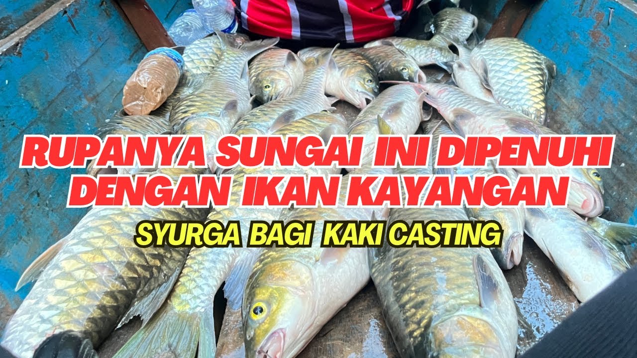 Seru!!! Terjumpa lubuk rahsia ikan mahseer saiz besar di Hulu Sungai