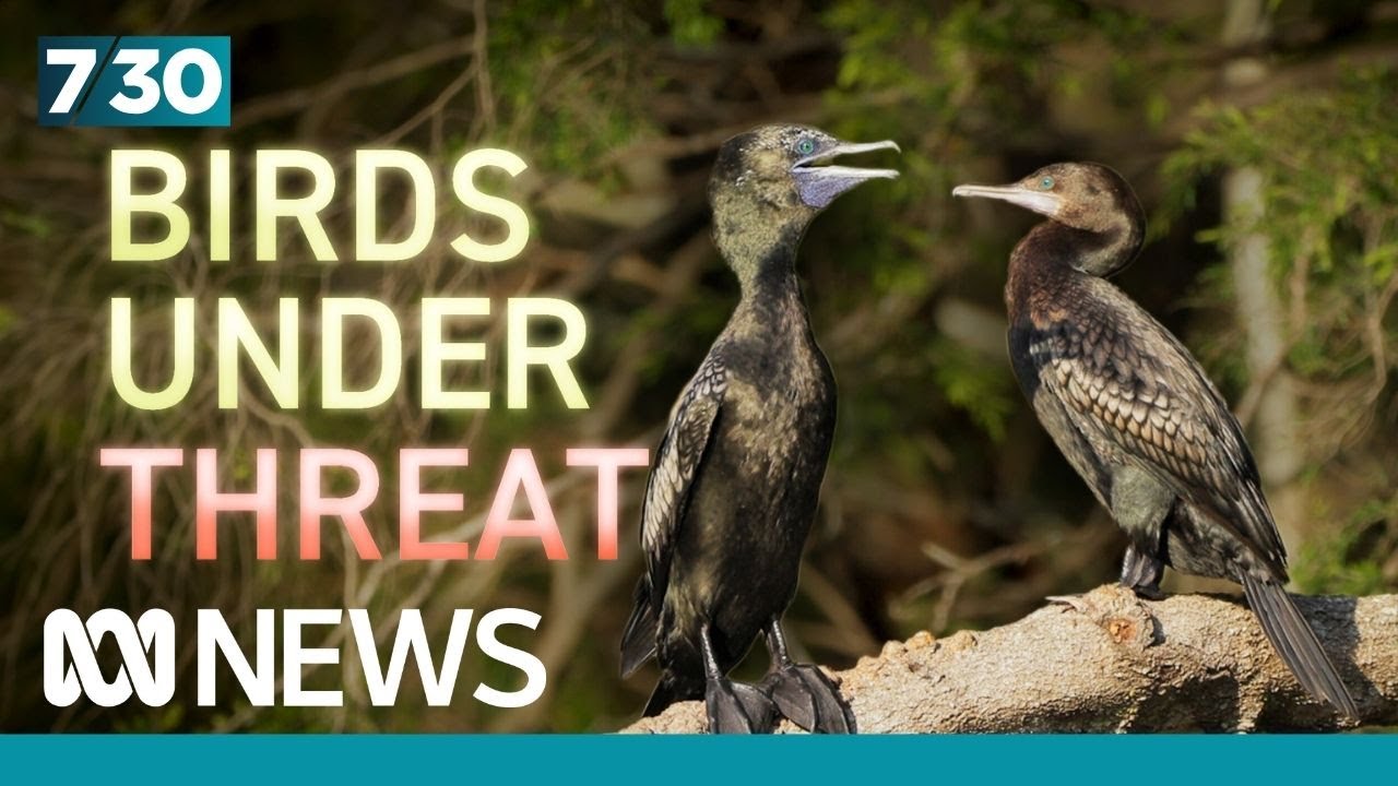 Promise to overhaul Australia's 20-year-old nature protection laws | 7.30