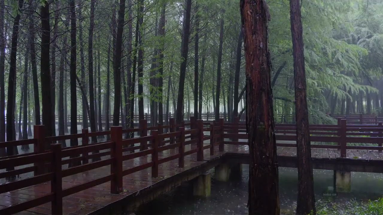 在水上森林的木廊桥聆听治愈的雨声入睡，冥想。户外大自然的治愈风景，雨声、白噪音有效帮助睡眠，快速入睡，治愈失眠，缓解工作压力、放松、学习、冥想、瑜伽