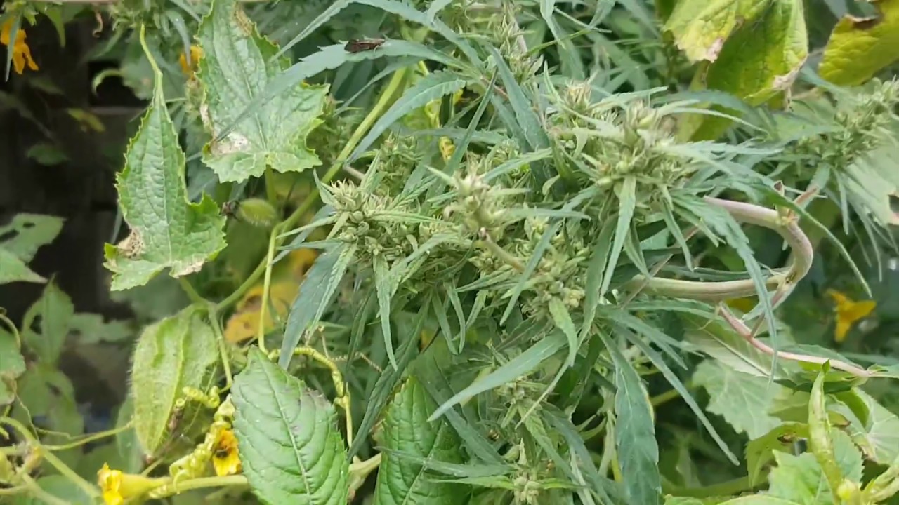Made In Nepal - Weed | Purple haze | Marijuana