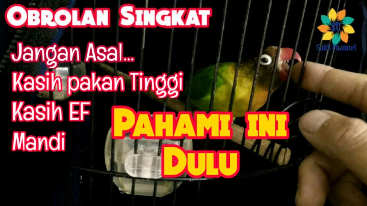 Poin Penting Dalam Menentukan Settingan Lovebird Betina Single Fighter