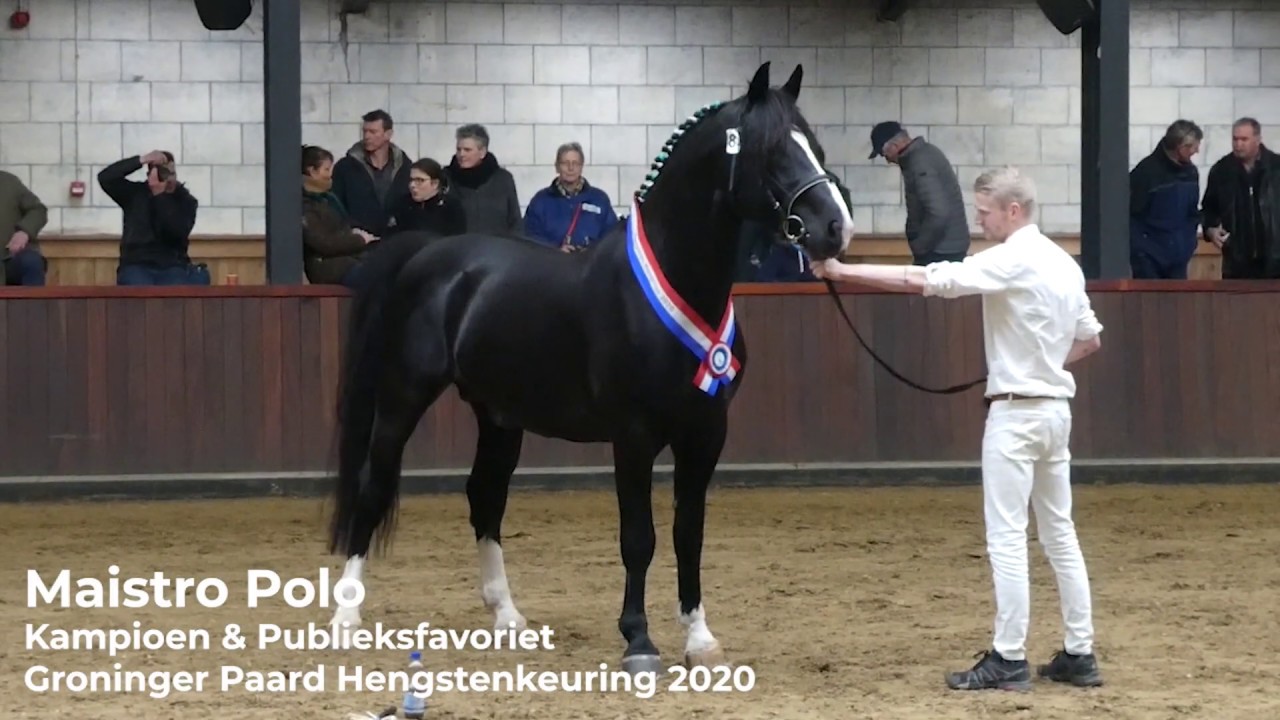 Maistro Polo Hengstenkeuring Groninger Paard 2020