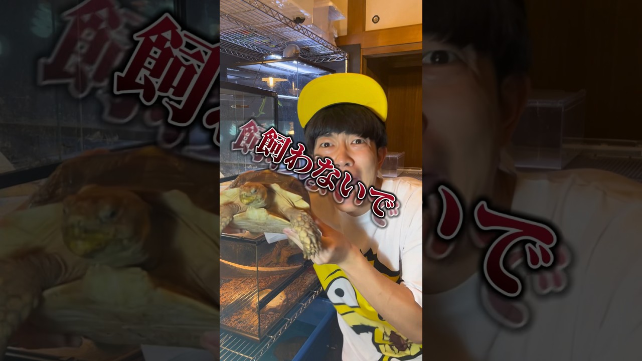 リクガメは絶対に飼わないでください。 