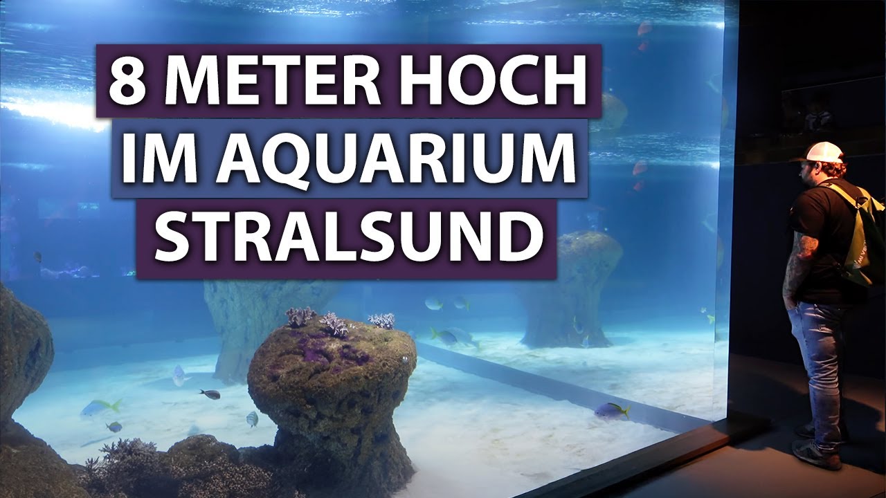 Neueröffnung! Tour durch das Deutsche Meeresmuseum Stralsund