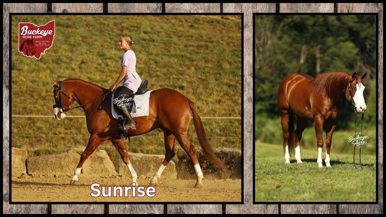 Lot # 49 Snow Gunner Offered by Buckeye Acre Farm @ SoCal Premier Horse Sale | Family Safe | Sunrise