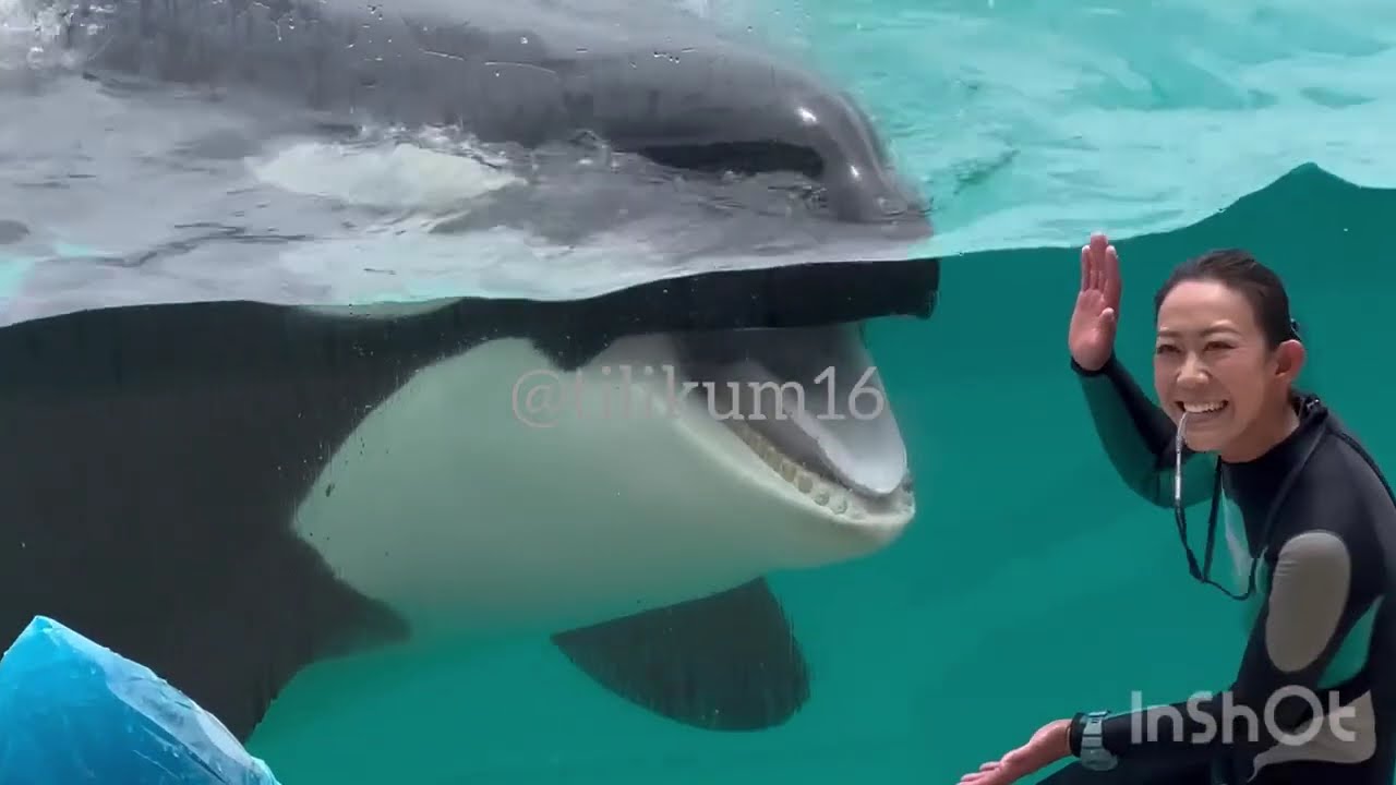Orca Presentation - June 11, 2023 - Kamogawa Sea World