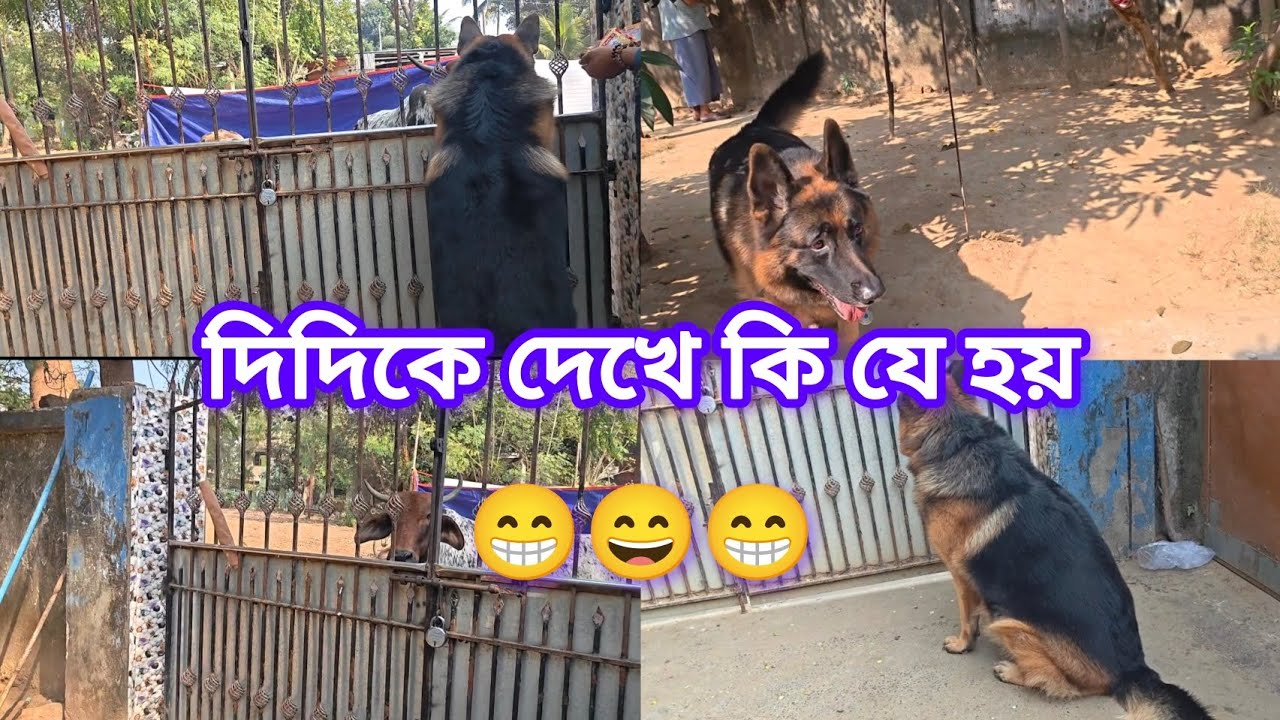 দিদিকে দেখে কি যে হয় 😃 || German Shepherd excited 😄 || dog video 