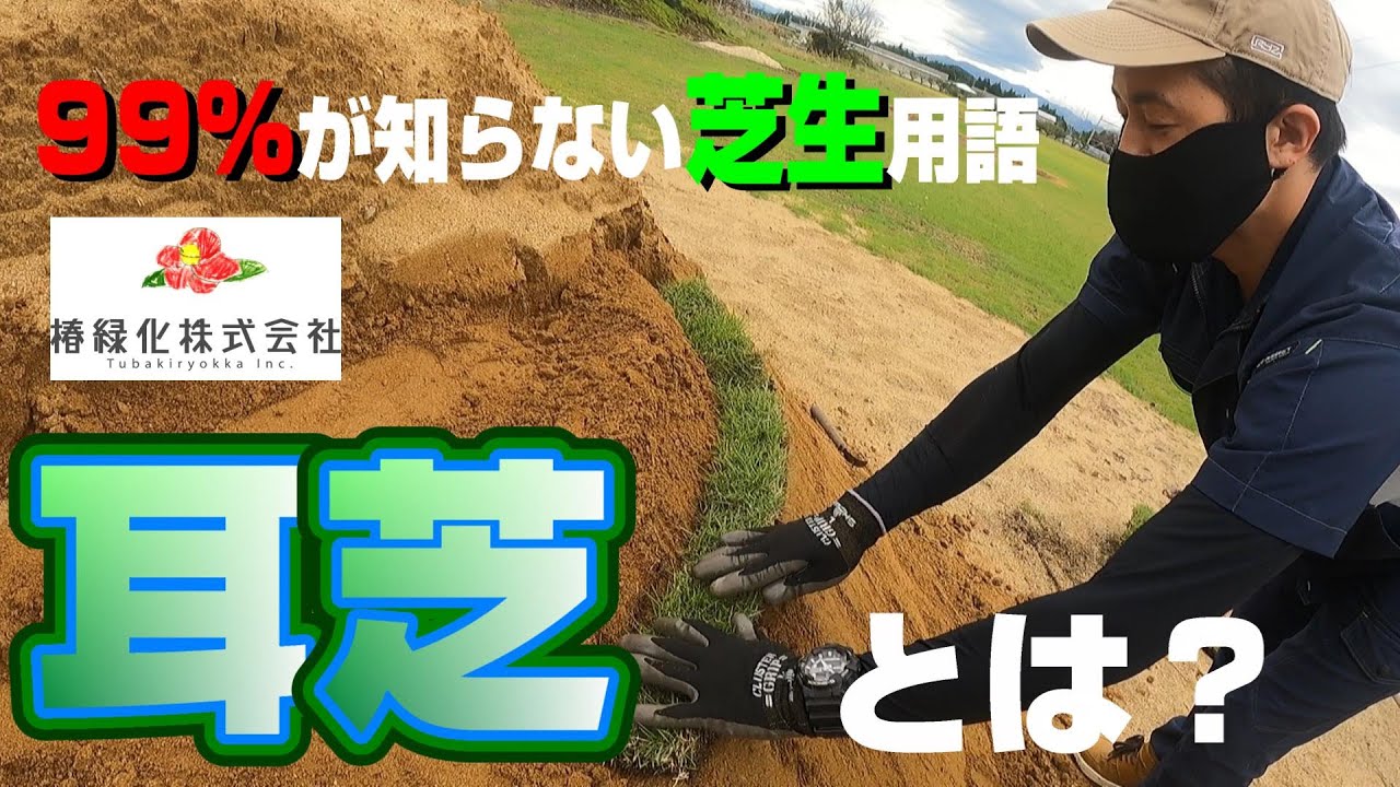 【耳芝】誰も知らない芝用語⁉造園等の雑学や豆知識を皆様にお届けします！