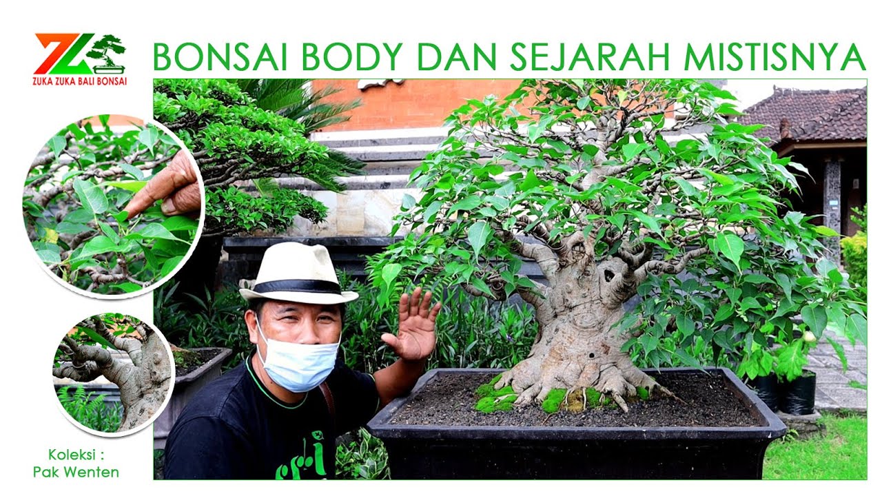 BONSAI BODY DAN SEJARAH MISTISNYA   ( Koleksi Pak Wenten )