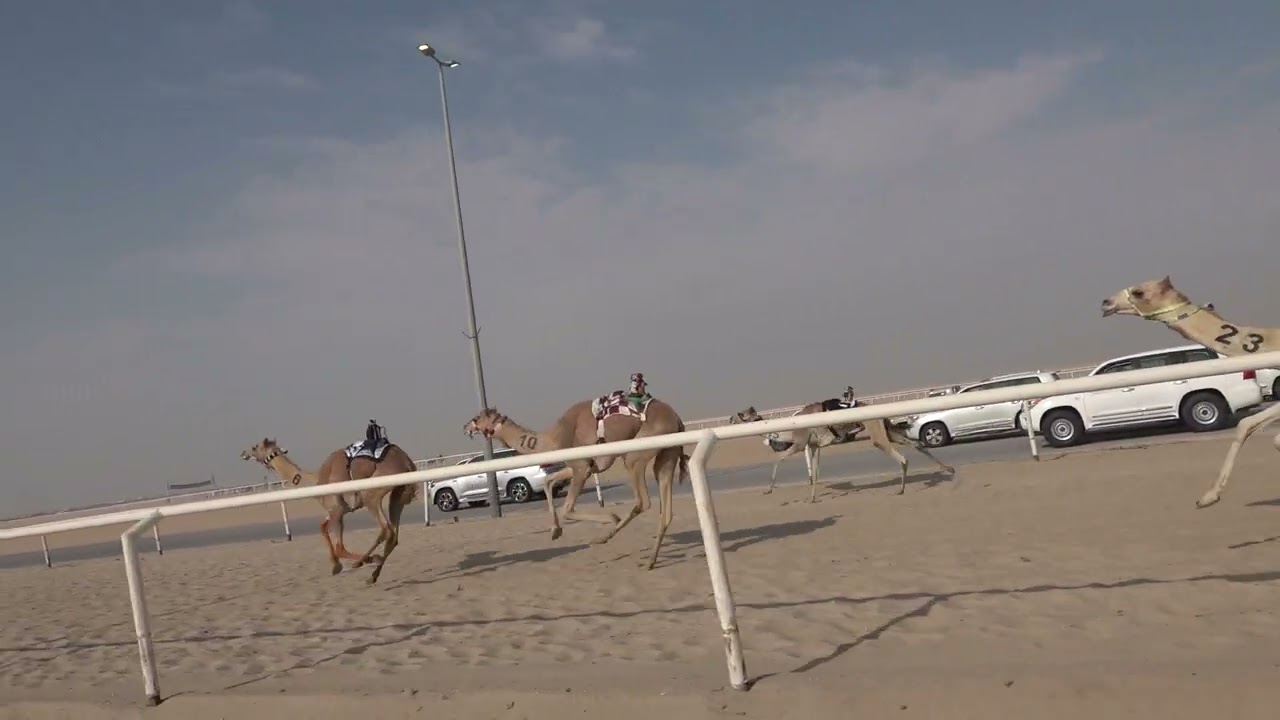 الباسل / عامر سعد الفهيده المري