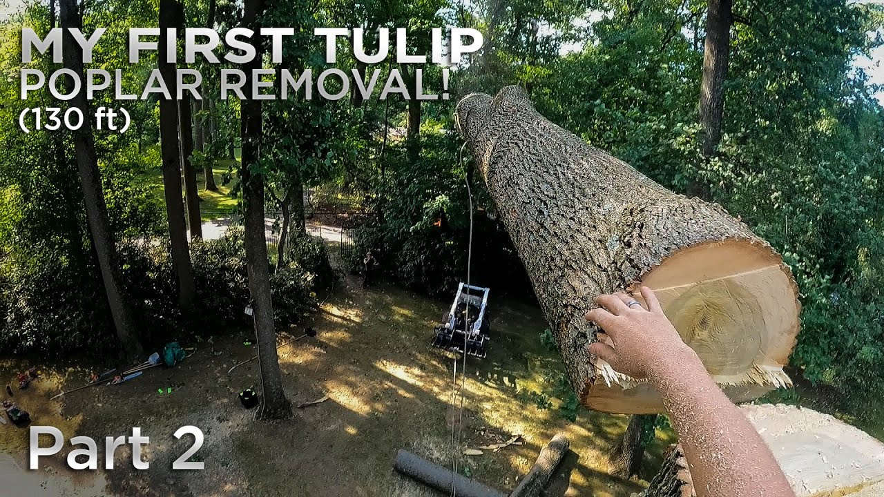 130ft Tall Tulip Poplar Removal In Pennsylvania | Part 2
