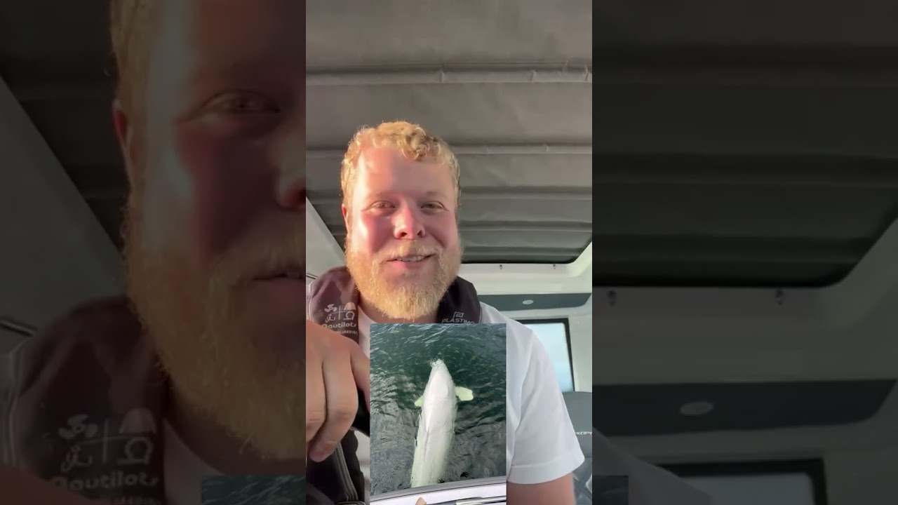 Hvaldimir Update 8.27.23| OneWhale.org