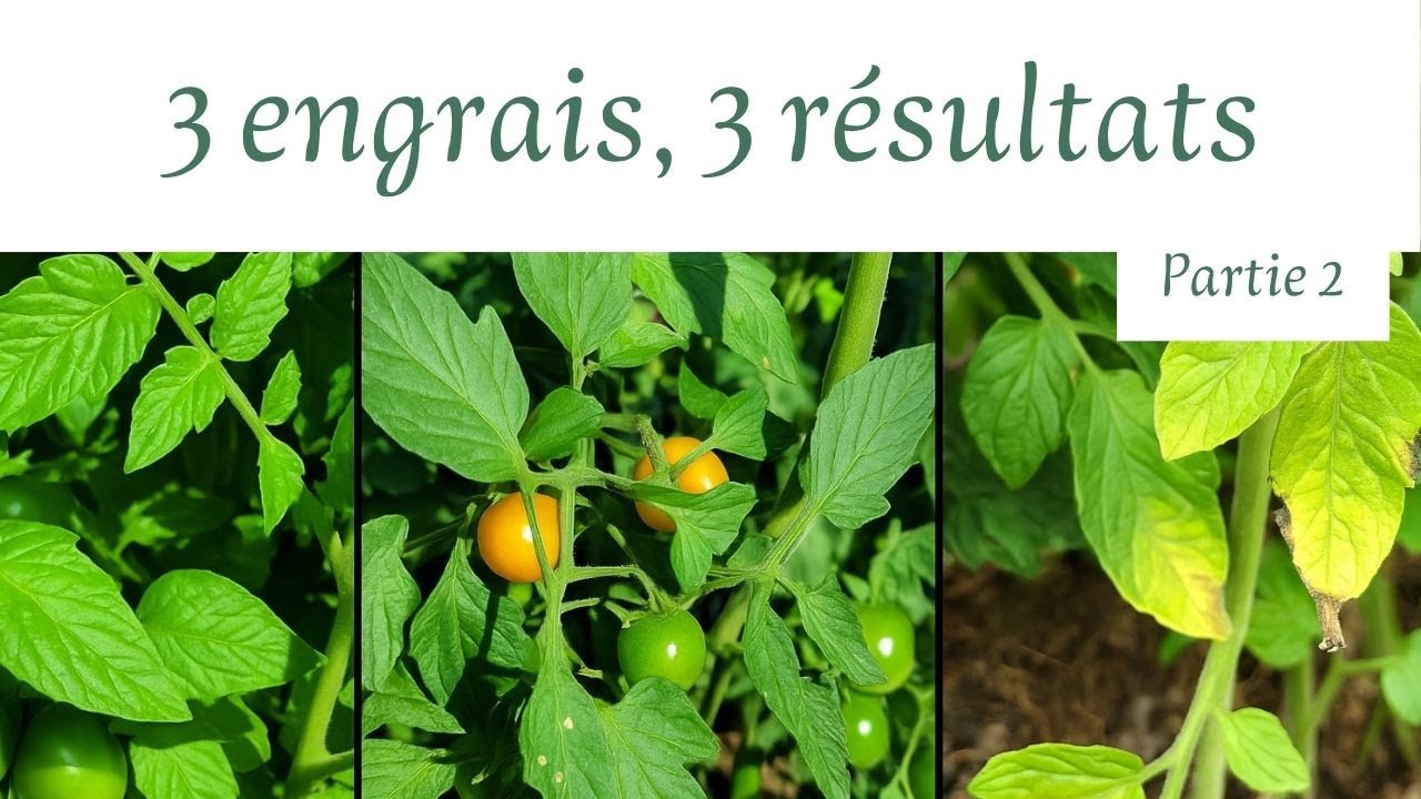 3 engrais et 3 résultats complètement différents! - test engrais partie 2
