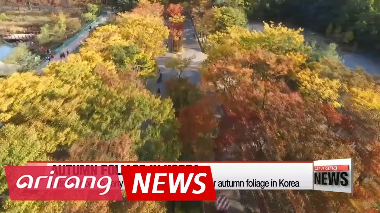 Enjoying Korea's autumn foliage in November