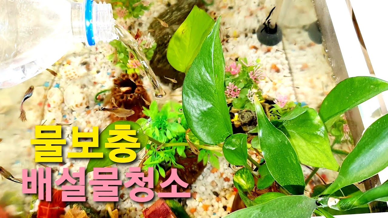 구피키우기🎈여과기 히터 기포기없어도 잘자라나요?배설물청소는 어떻게해주시나요~질문답 제경험공유