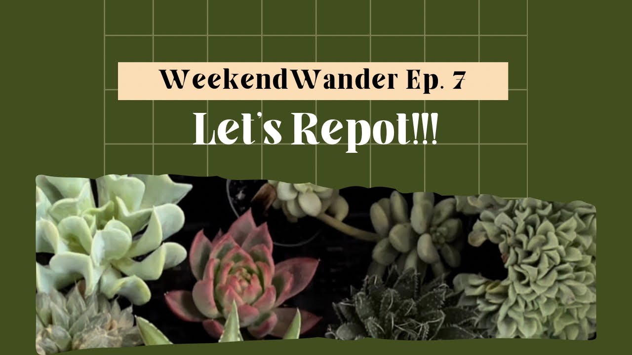 WEEKEND WANDER EP. 7 | Let’s Repot!!!