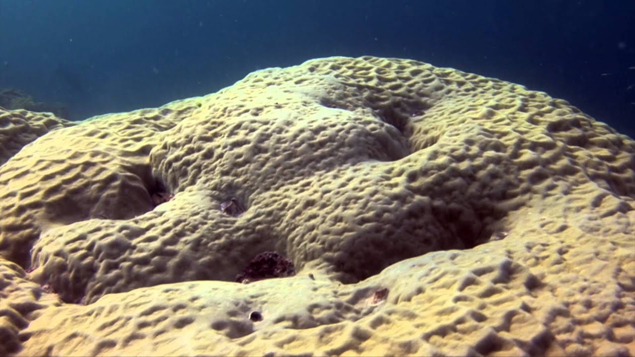 Massive Hard Coral