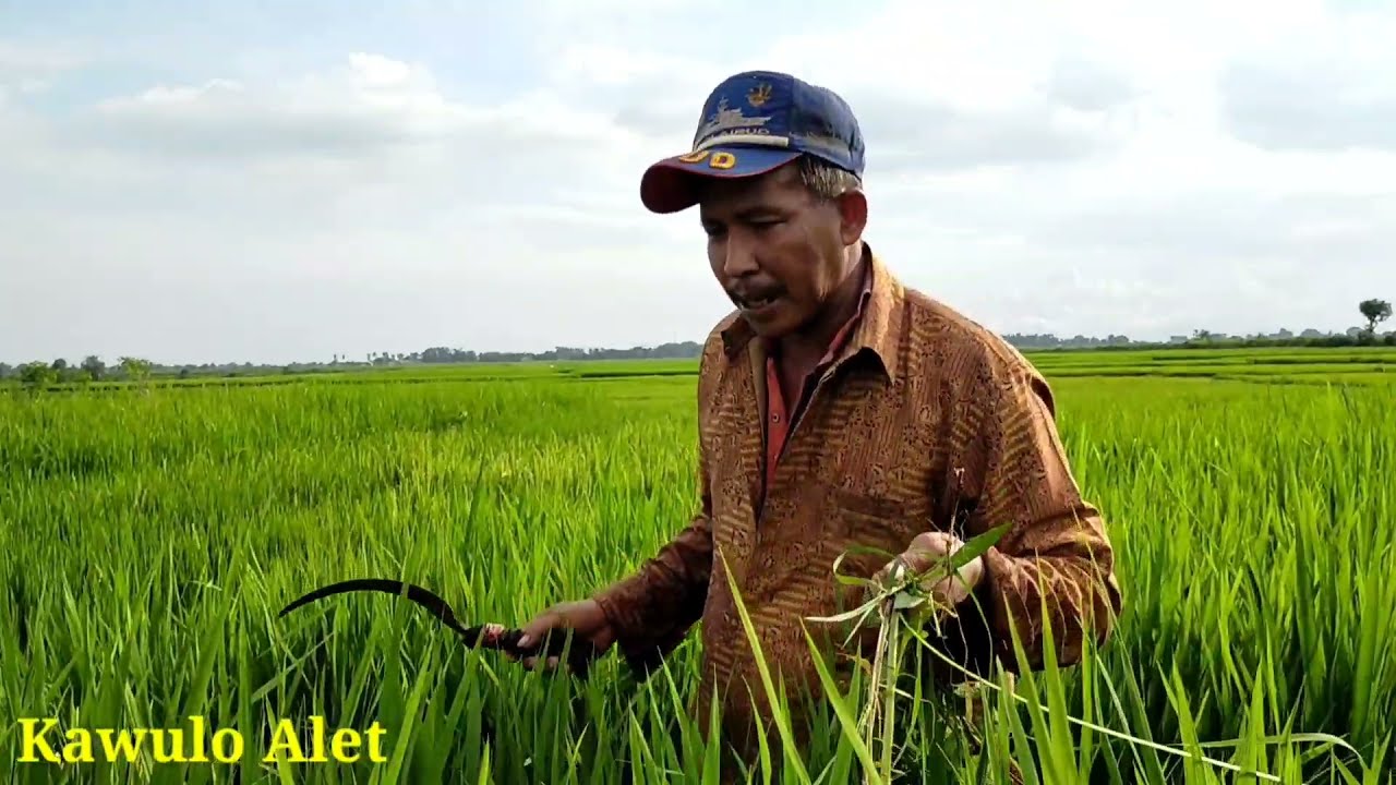 Tanam Padi Mapan Turunan 3 kali || Ini dia hasilnya bagus