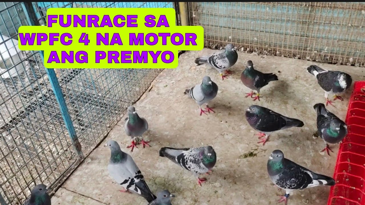 TIPS PAG MALAPIT NA MAGDERBY...ALAMIN