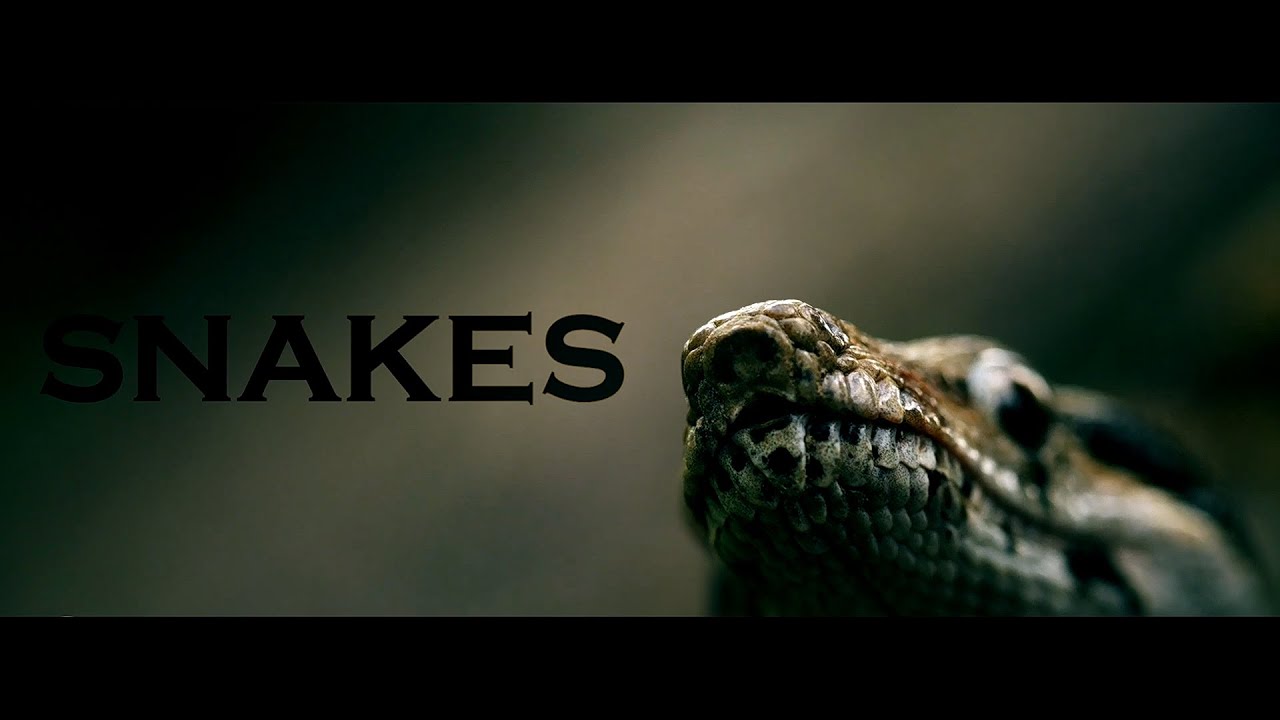 Landim x Zizisso KBA x Daw - Snakes