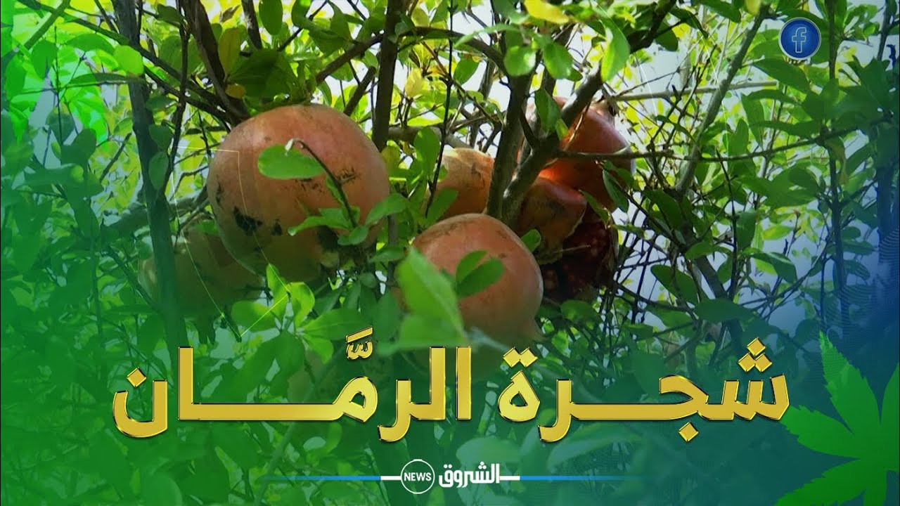 خيرات بلادي ☘ | شجــــرة الرمَّـــــان