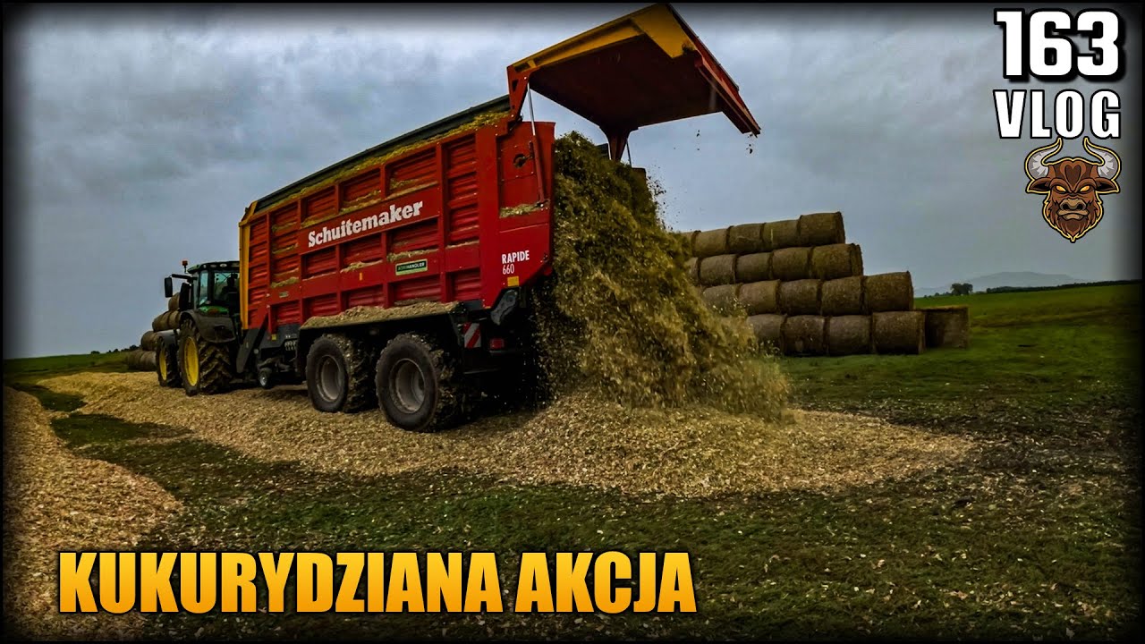 Tniemy kukurydzę na kiszonkę - słabe warunki! Podsumowanie uprawy | Vlog #163