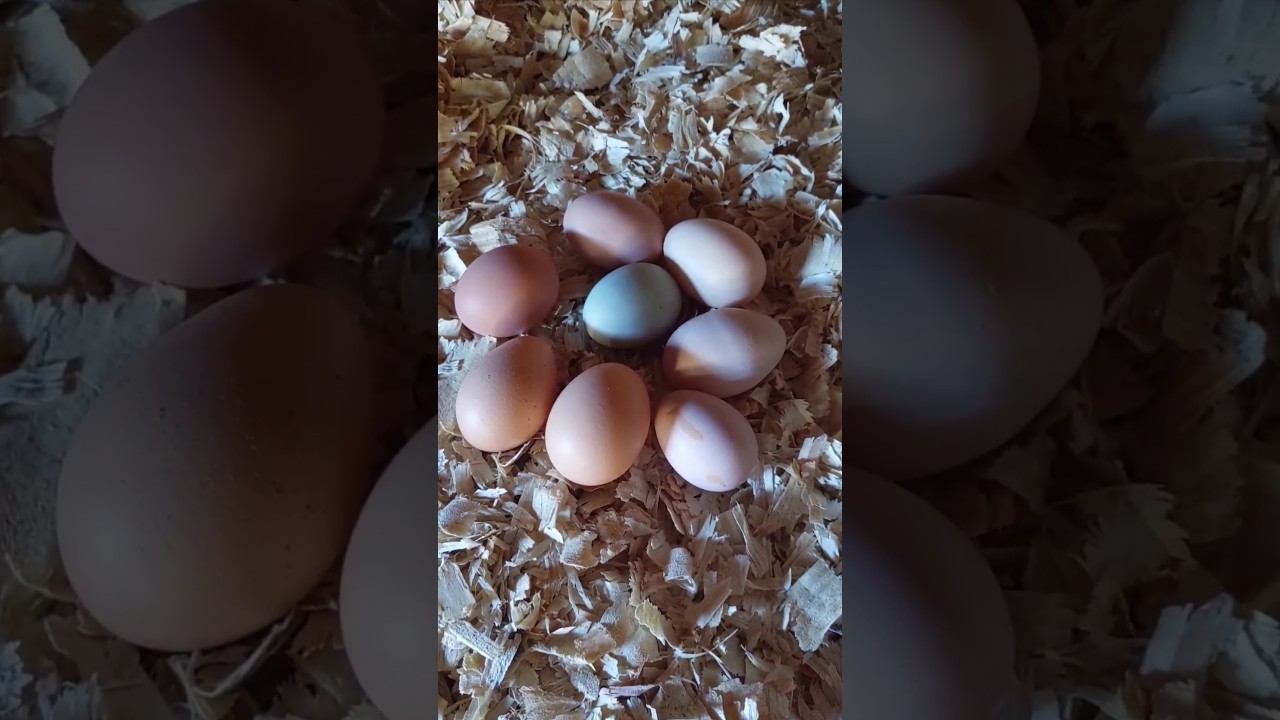How Do You Prevent Chickens From Eating Their Own Eggs?