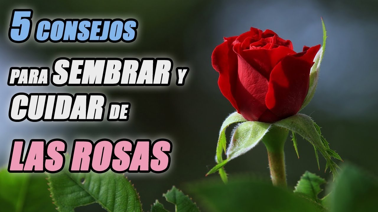 5 CONSEJOS PARA SEMBRAR Y CUIDAR DE LAS ROSAS (TODO LO QUE NECESITAS SABER)