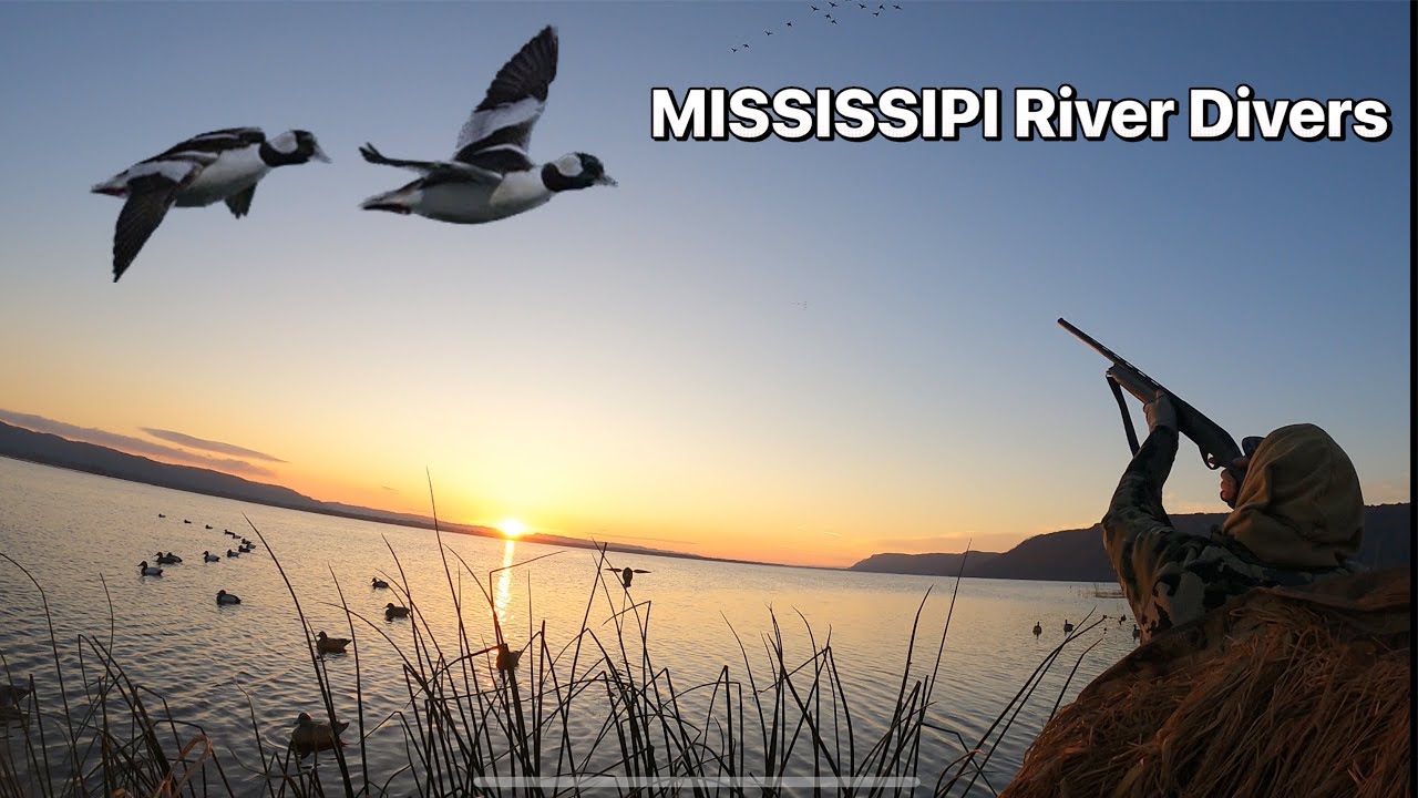 Big Water Divers!!! - Mississipi River Diver Duck Hunting 2023