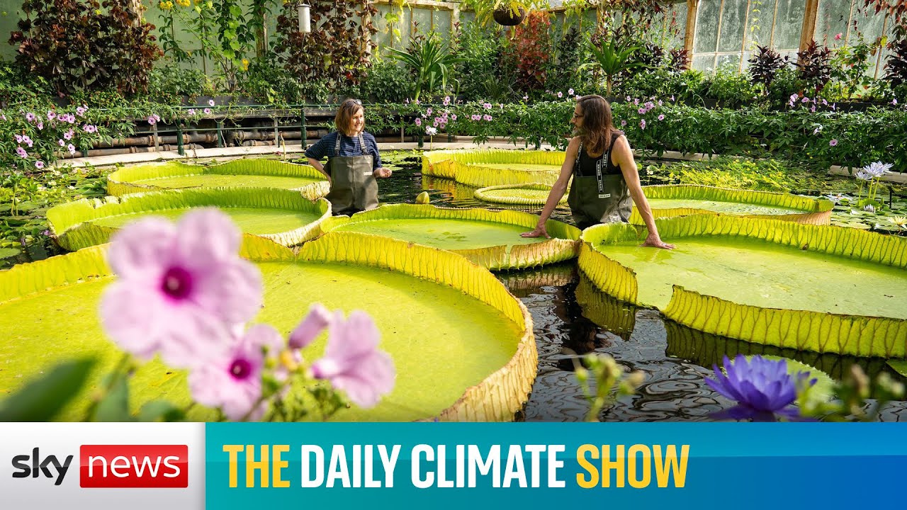 The Daily Climate Show: New giant water lily discovered at Kew Gardens