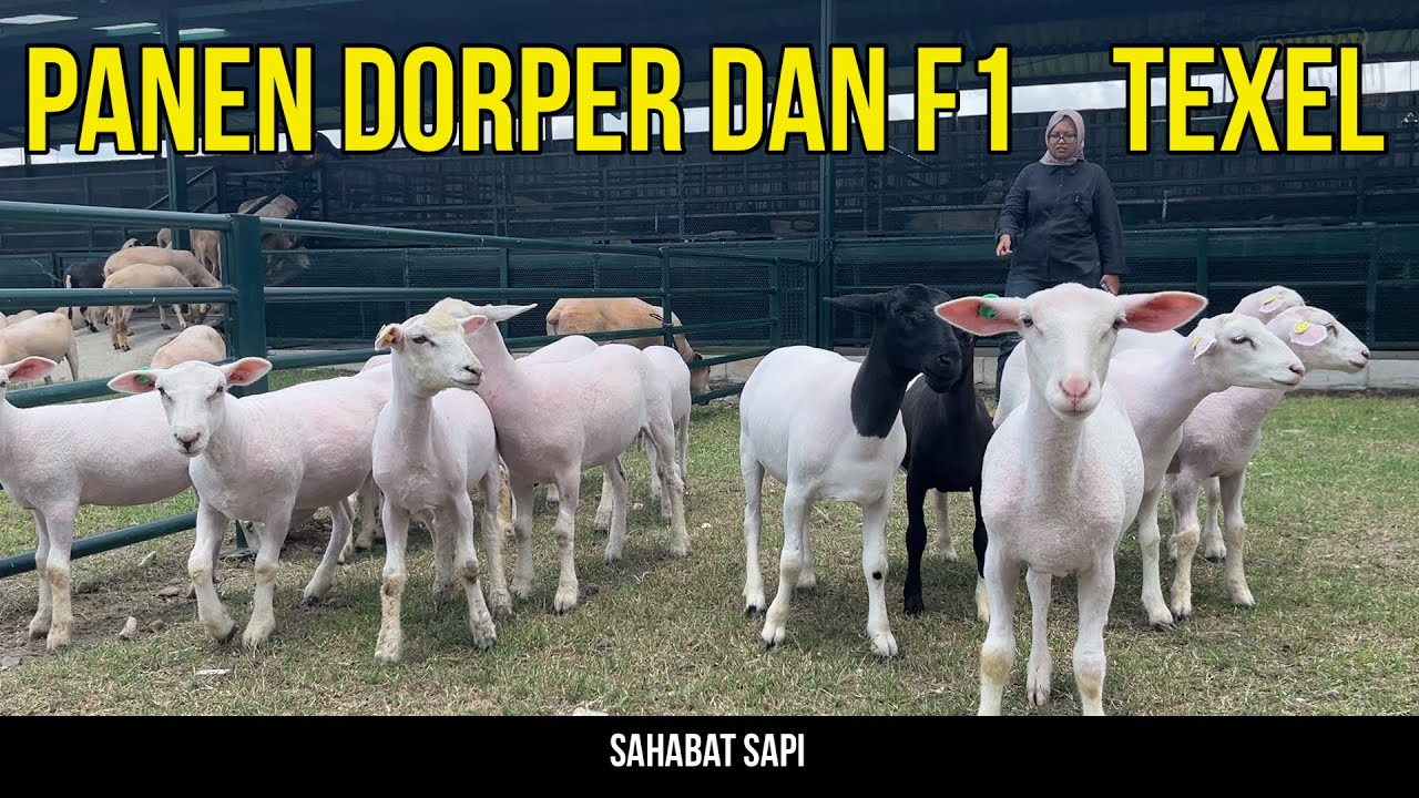 PANEN DORPER FB DAN F1 TEXEL DI AYANA FARM KEDIRI
