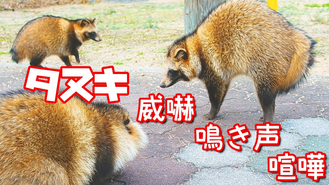 たぬき威嚇ポーズ！？鳴き声で威嚇した後にケンカが勃発！！